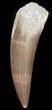 Very Nice, Fossil Plesiosaur Tooth - Morocco #39851-1